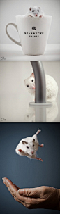 视觉志：小仓鼠的惬意生活，来自沙特建筑师Ibrahim M. Al Sayed 的摄影作品。（组照）