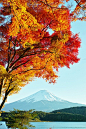 山。 富士和红叶 