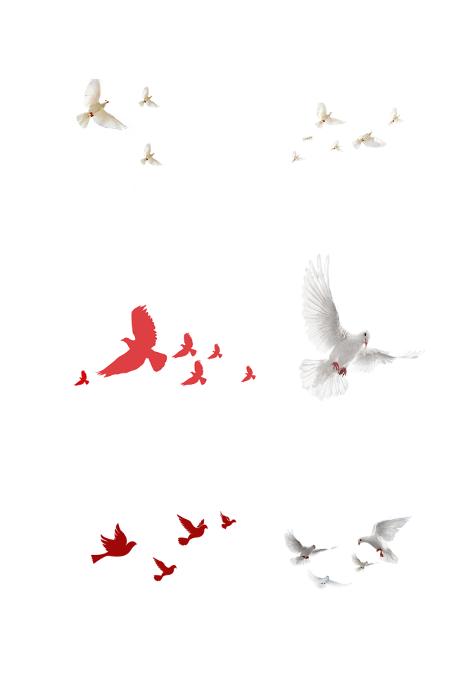 手绘鸽子和平鸽元素免抠