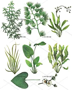 手绘插画水彩绿色水生植物盆栽绿植水草植物PNG设计素材png404-淘宝网
