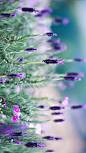 泰国北部盛开的薰衣草 (© Tanat Loungtip/Alamy)
除了玫瑰，熏衣草也是浪漫的代名词。无论是法国普罗旺斯的大片熏衣草田，还是泰国北部盛开的紫色花海，它纯净而不张扬的样子甚是惹人喜爱。