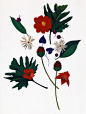 花：画为插图的花的图画_植物 _急急如率令-B25568365B- _T2019326 #率叶插件，让花瓣网更好用_<a class="text-meta meta-link" rel="nofollow" href="http://jiuxihuan.net/lvye/" title="http://jiuxihuan.net/lvye/" target="_blank"><span c