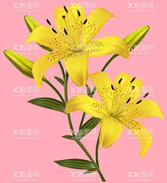 百合花  - 源文件下载【酷图网】百合,花,百合花,纯洁,白百合,黄百合,