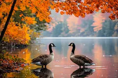 大雁迁徙鸟类摄影图