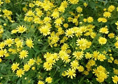 飞扬国际采集到92种常见花的开花时间