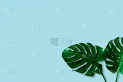 色彩丰富的热带怪兽叶的创意布局在柔和的蓝色背景。