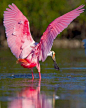 Roseate Spoonbill