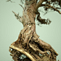 dead tree 3d model obj 2