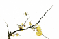 黄花枝