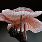 Purple mycena