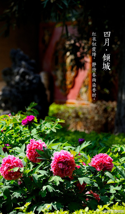 【四月•倾城】 