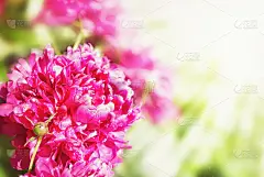 美丽的夏季花卉背景与牡丹
