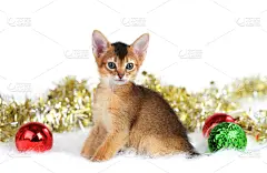 小猫,可爱的,晚会,美,贺卡,褐色,水平画幅,新年,明亮