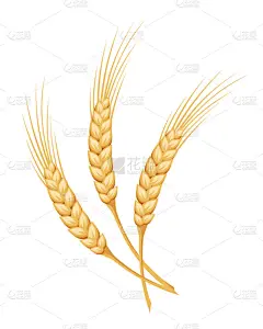 小麦的耳朵。矢量插画.