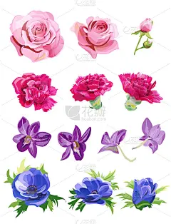 套粉、红、紫、蓝花、花蕾;玫瑰，康乃馨，蝴蝶兰，海葵，白色背景，数字绘制逼真的插画水彩风格，收集设计