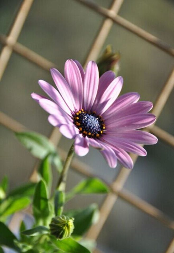 蓝眼菊Osteospermum.是菊科金...