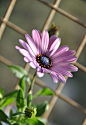 蓝眼菊Osteospermum.是菊科金盏花族下的一个属。蓝眼菊的学名是来自希腊文的“骨头”及拉丁文的“种子”。又名非洲雏菊、南非雏菊、海角雏菊及蓝眼雏菊等。蓝眼菊属下有约50个物种，都是产于非洲，其中35个于南部非洲及阿拉伯。它们是半耐寒性的植物，故此野生的蓝眼菊不能抵御冬天。花朵像雏菊，包含了管状花及舌状花，在枝上单独长出，有时也会呈聚伞花序。花语:神秘的美,脚下的天空...