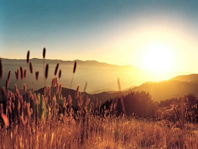 nature Sun spikelets...