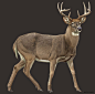 Quarry Hill Nature Center | Minnesota Mammals : Life sized realistic illustrations of native mammals in a painterly style.