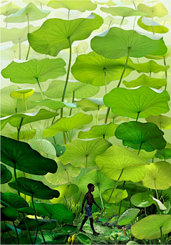 辛禹—植物设计师采集到植物—00设计灵感