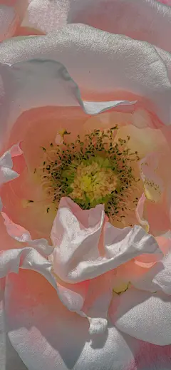 花卉壁纸｜相爱在花开最盛时的光影交错里-今日头条