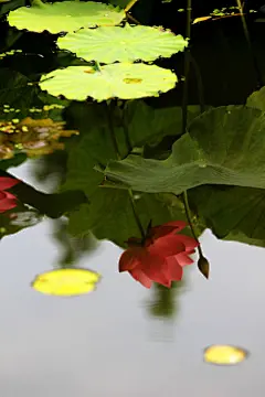 长江春水绿堪染，
莲叶出水大如钱