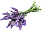 紫色薰衣草2