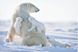 Polar Bear Babies II: Adorable Triplets