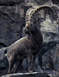 【动物写真】羊