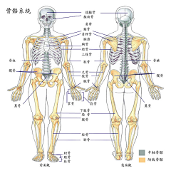 黑夜中的芒曜采集到skeleton (骨頭)