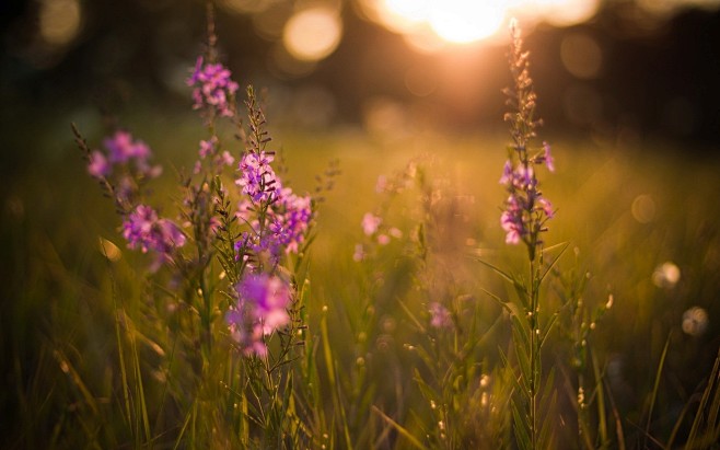 landscapes nature fl...