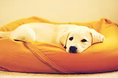 12855883647969、cute、puppy、拉布拉多、可爱 萌 宝贝 宠物 猫 狗 喵 兔子 仓鼠 小动物