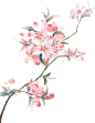 taohua