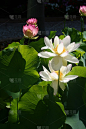 莲花