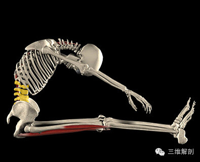 人体运动状态下的3D肌肉骨骼精美解剖--...