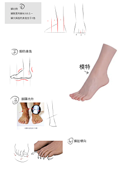 彩虹插画小镇采集到手脚