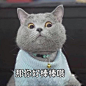 可爱的小猫