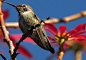 Hummingbird In Poinsettia