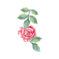 花 水彩 花朵 PNG 免抠