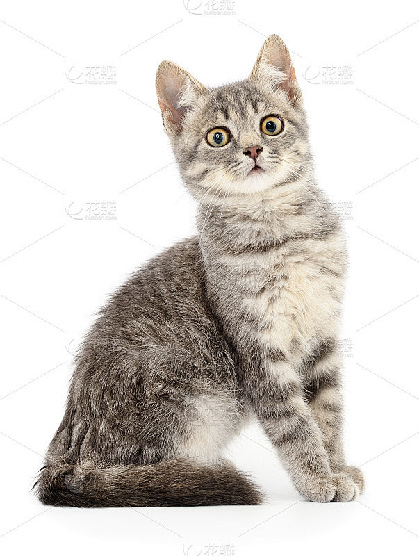 白底上的小猫