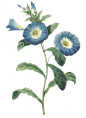 复古维多利亚时期花朵花卉扣图案装饰元素