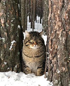 ylf2008采集到猫和狗