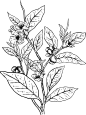 Tea plant botanical decorative sketch illustration vector