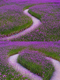 弥山有鹿采集到花海/草海/农田