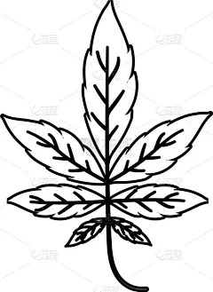 秋天,叶子,枫树,分离着色,自然,华丽的,季节,清新,环境,设计