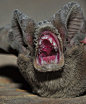 Bat mouth.  Add this to the list of things I wish I could un-see.: 