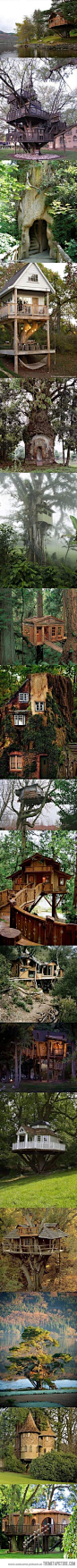 Amazing Tree Houses