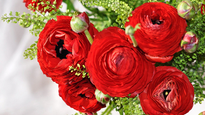 redasianbuttercupflowersranunculusbouquetbuds