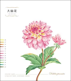 飞乐鸟 花之绘Ⅳ 花之绘4系列收官之作 绽放色铅笔下别样风情 色铅笔手绘入门书 插画教程书籍 美术教材 彩色铅笔飞乐鸟工作室-tmall.com天猫
