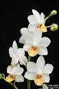 三太子（Doritaenopsis LIU’S TRIPRINCE），兰科蝴蝶兰系列